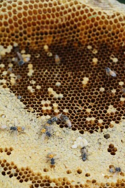 Goldene Wabe im Honig — Stockfoto
