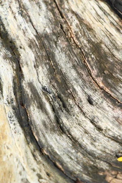 Παλιά ξύλινα ομορφιά τοίχου υπόβαθρο και υφή — Φωτογραφία Αρχείου