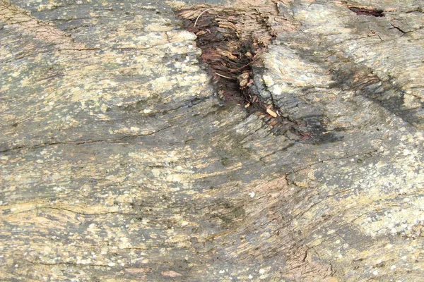 Velho fundo de parede de beleza de madeira e textura — Fotografia de Stock