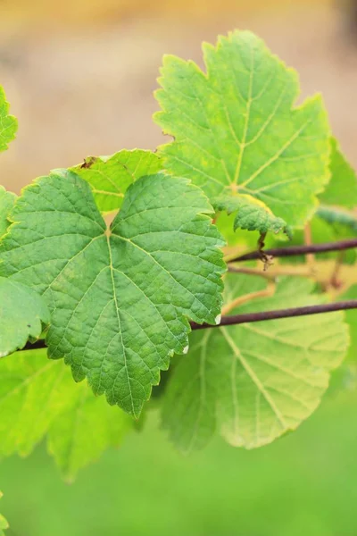 Оставляет виноград в винограднике с природой — стоковое фото