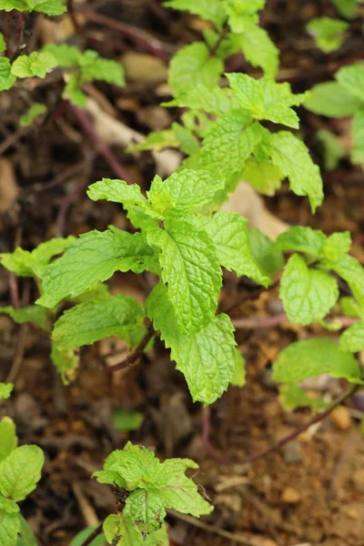 Hojas de menta en el jardín con la naturaleza — Foto de Stock