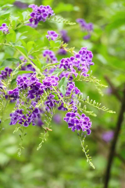 Flor púrpura es la belleza en el jardín —  Fotos de Stock