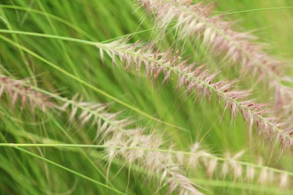 Flores de grama em belo na natureza — Fotografia de Stock