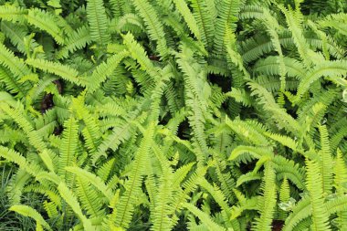 Bahçesinde bulunan doğa eğreltiotu