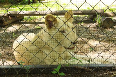 Beyaz genç tiger Hayvanat Bahçesi muhafaza içinde