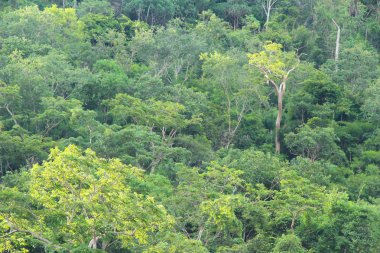 Dağ ve orman manzara doğa ile