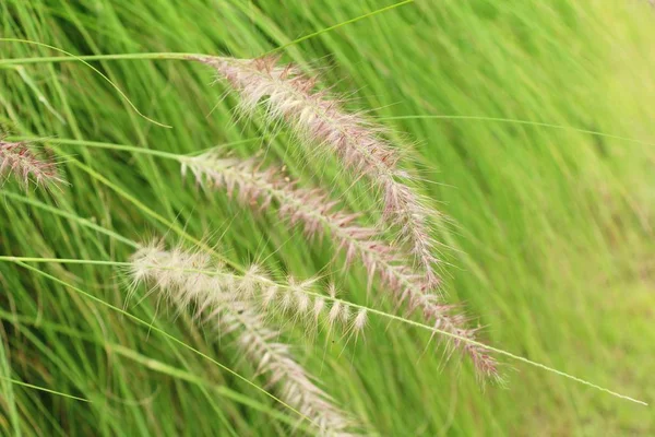 Fiori d'erba a bello nella natura — Foto Stock