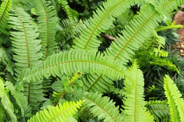 Farn im Garten mit der Natur — Stockfoto