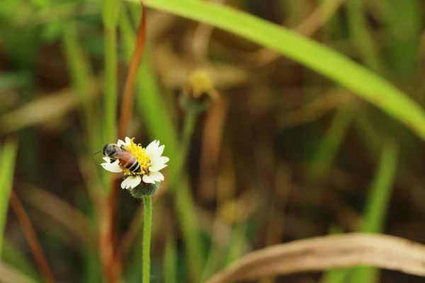 Prachtige daisy bloem met de natuur in de tuin — Stockfoto