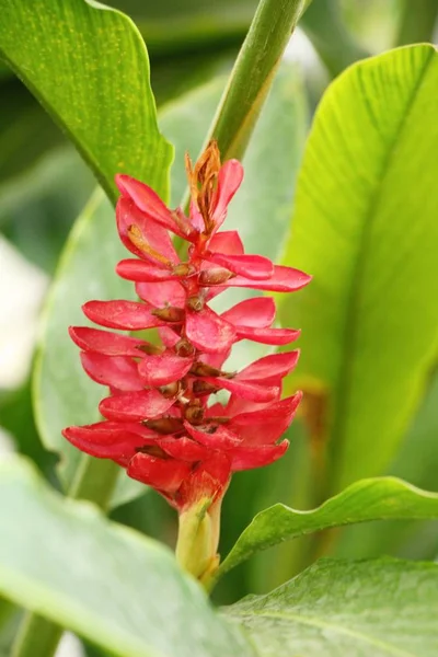 Gengibre vermelho ou zingiberaceae com a natureza — Fotografia de Stock