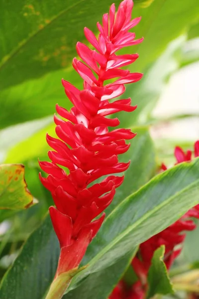 Zenzero rosso o zingiberaceae con la natura — Foto Stock