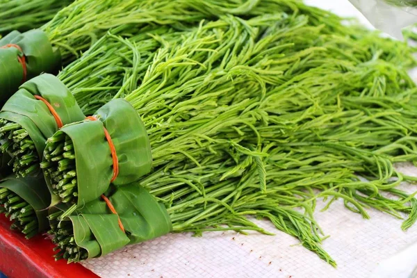 Akasya pennata belgili tanımlık çarşı içinde yemek pişirmek için — Stok fotoğraf