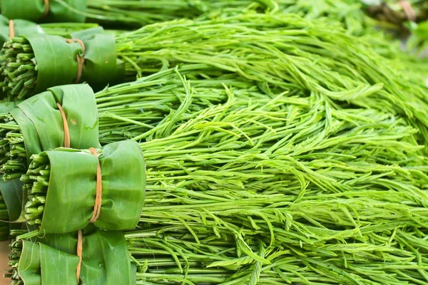 Akasya pennata belgili tanımlık çarşı içinde yemek pişirmek için