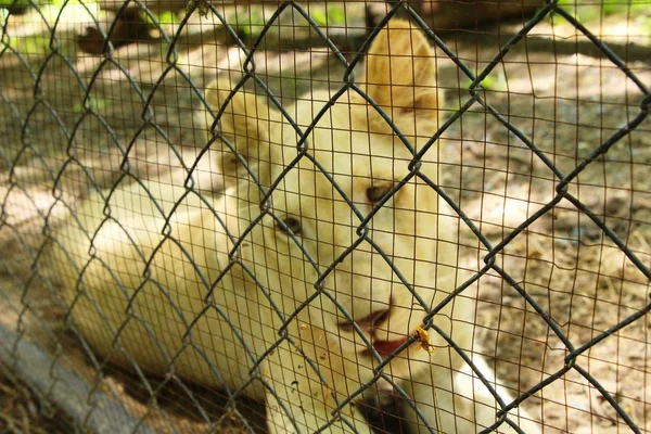 Beyaz genç tiger Hayvanat Bahçesi muhafaza içinde