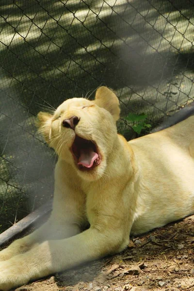 Молодой белый тигр в вольере зоопарка — стоковое фото
