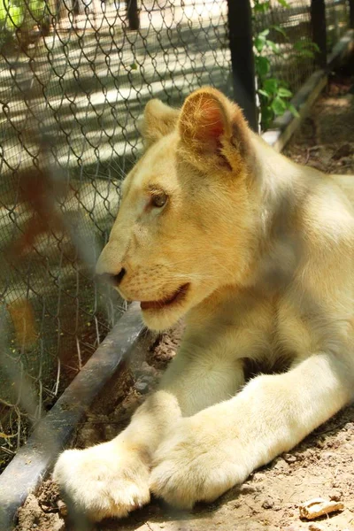 Tigre blanco joven en el recinto del zoológico — Foto de Stock