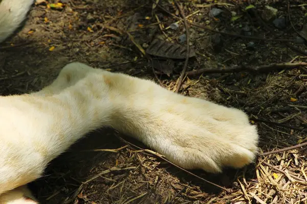 Pies tigre blanco joven en el recinto del zoológico —  Fotos de Stock