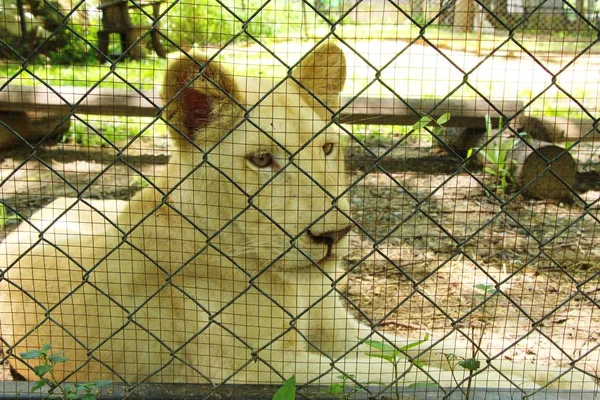 Junge weiße Tiger im Zoogehege — Stockfoto