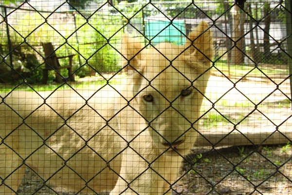 Beyaz genç tiger Hayvanat Bahçesi muhafaza içinde