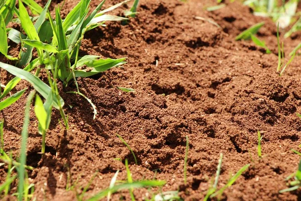 Les fourmis nichent dans la nature — Photo