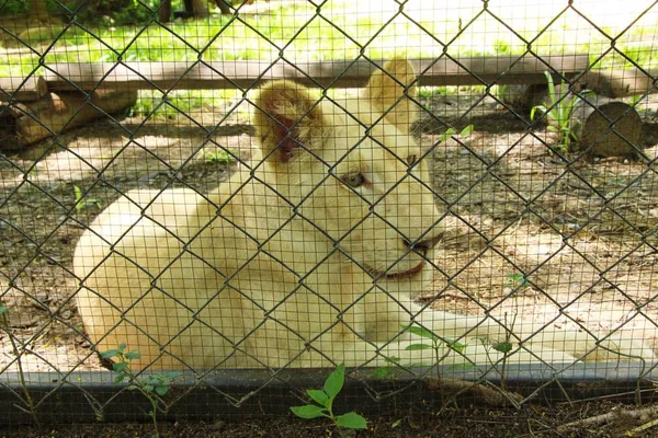 Beyaz genç tiger Hayvanat Bahçesi muhafaza içinde