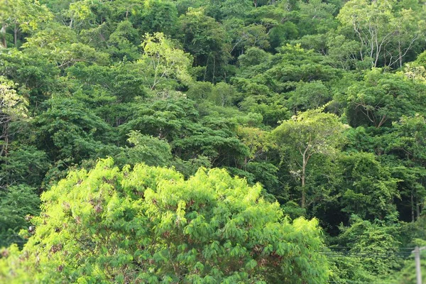 Dağ ve orman manzara doğa ile