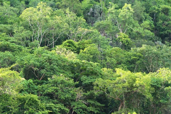 Dağ ve orman manzara doğa ile — Stok fotoğraf