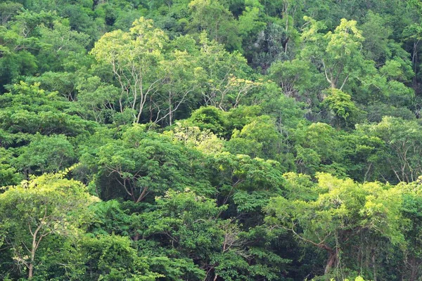 Dağ ve orman manzara doğa ile