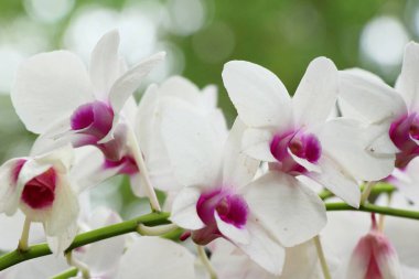 Orkide çiçek güzel doğa