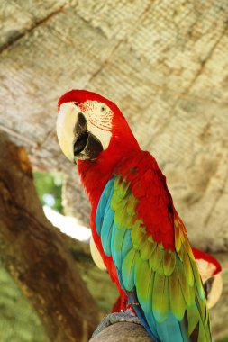Macore kuş papağan hayvanat bahçesinde güzel