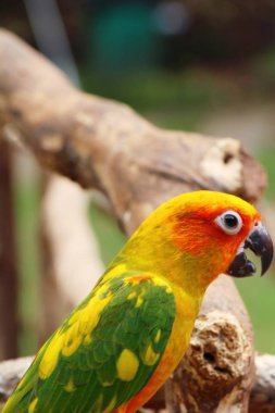 Macore kuş papağan hayvanat bahçesinde güzel