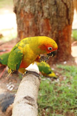 Macore kuş papağan hayvanat bahçesinde güzel