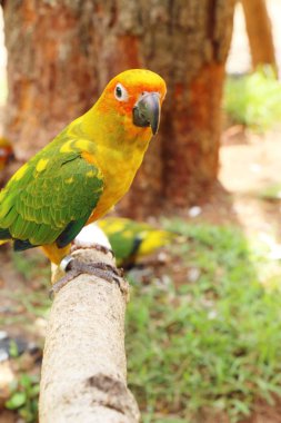 Macore kuş papağan hayvanat bahçesinde güzel