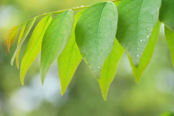 Groen blad met druppels water met de natuur — Stockfoto