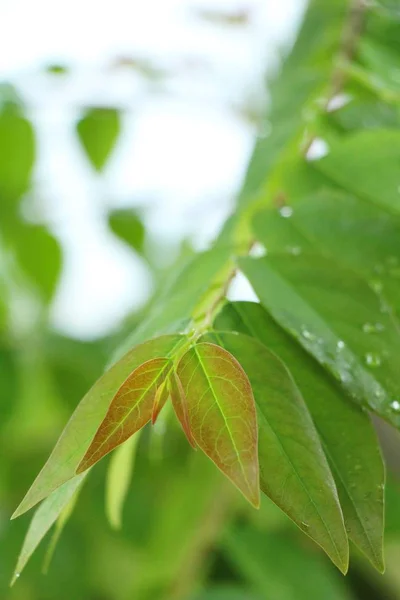 自然と水の滴の付いた緑色の葉 — ストック写真
