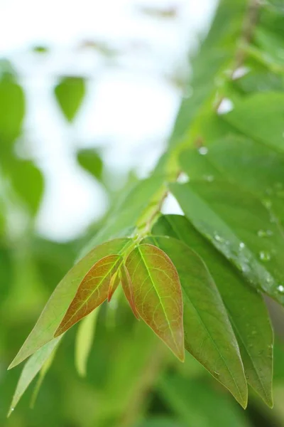 Green leaf with drops of water with nature — Stock Photo, Image