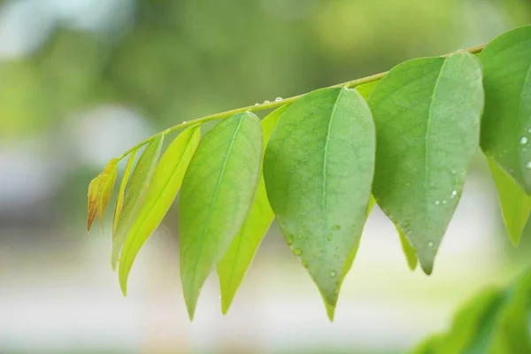 自然と水の滴の付いた緑色の葉 — ストック写真