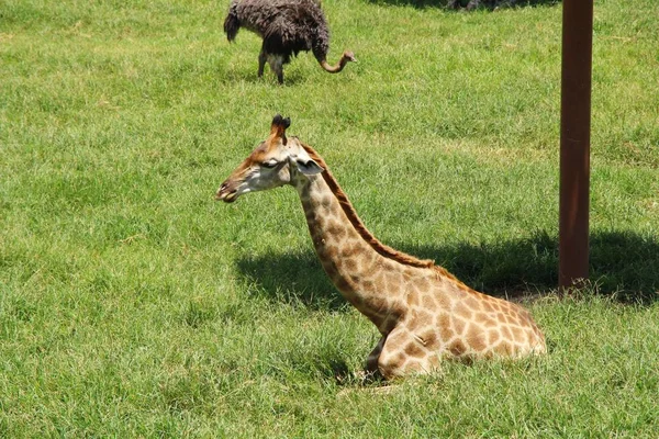 Girafe dans le zoo — Photo