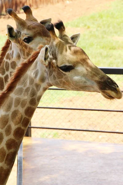 Hayvanat bahçesindeki zürafa
