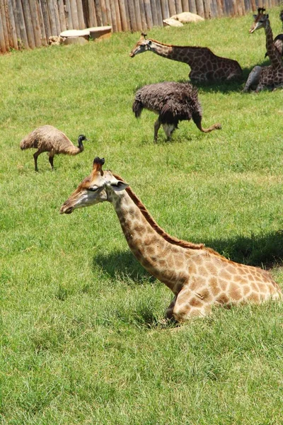 Girafe dans le zoo — Photo