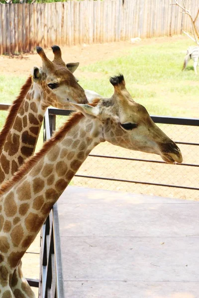 Hayvanat bahçesindeki zürafa