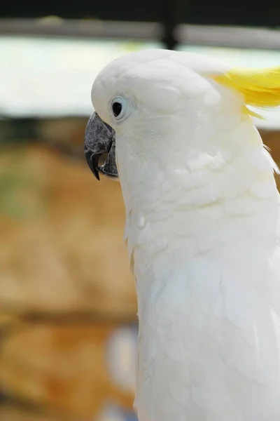 Papuga ptak Macore piękne w zoo — Zdjęcie stockowe