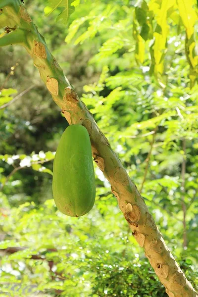 Papaya hurma ile ağaç üzerinde asılı — Stok fotoğraf