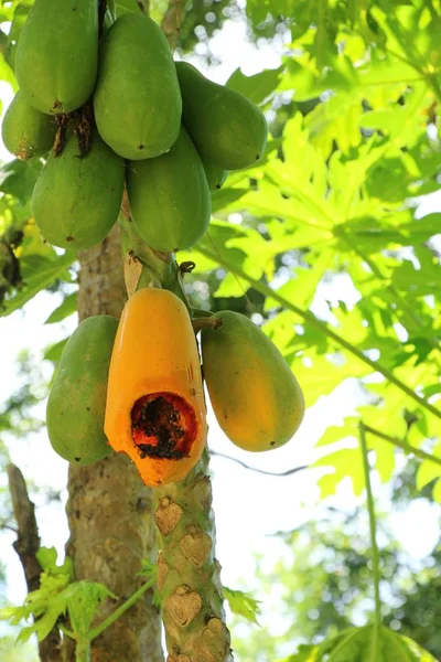 Papaya opknoping op boom met in nuture — Stockfoto