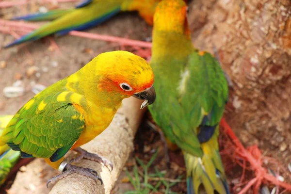Macore kuş papağan hayvanat bahçesinde güzel