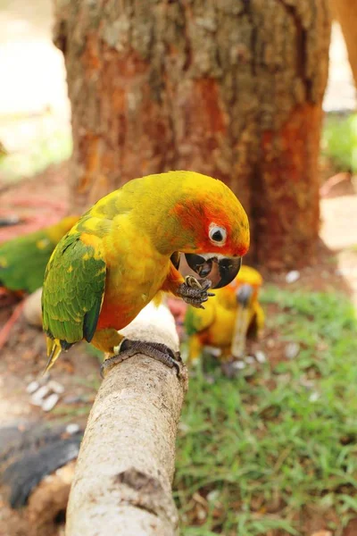 Macore pájaro loro hermoso en el zoológico —  Fotos de Stock