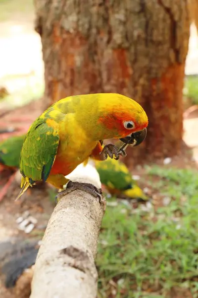 Macore kuş papağan hayvanat bahçesinde güzel