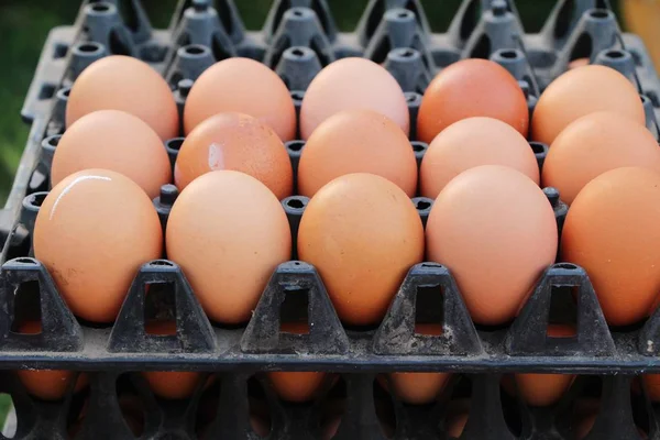 Piyasada panelinde yumurta