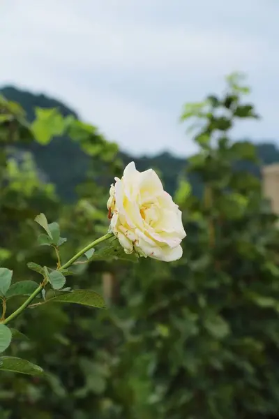 De belles roses fleurissent dans le jardin — Photo