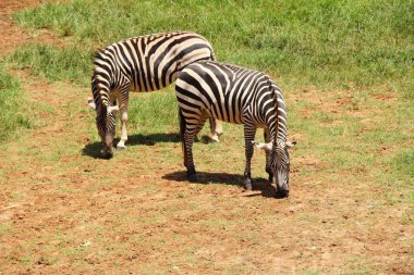 Zebra hayvanat bahçesinde